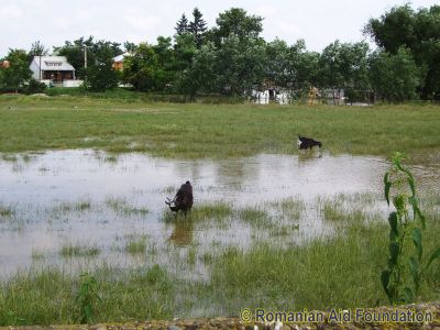 Keywords: Jun10;Flood2010;Dorohoi