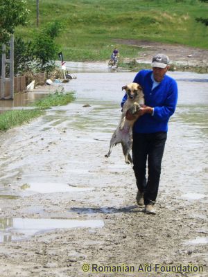 A Dog's Best Friend
Keywords: Jun10;Flood2010