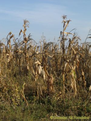 Failed Harvest
Last Autumn, Romania lost about 80% of its crops due to drought.  One memory from the past year was the encouraging level of response, both in terms of cash and kind, when the failed harvest was made known. 
Keywords: Sep12;Scenes;News13Jan