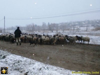 Old Nod
In rural Romania the shepherd does not lead the sheep; he stands between them and the source of danger - in this case the road traffic.
Keywords: Nov15;Scenes
