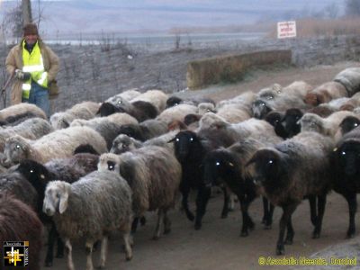 Sheep's eyes reflect blue, not red as in humans
Keywords: Dec15;scenes