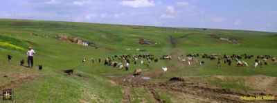 Lowland Shepherd and Flock
Keywords: Jun16;Juler.C