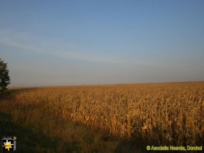 Dry Maize Crop
Keywords: Sep16;scenery