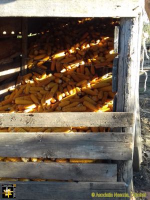 Winter Stocks
Maize cobs placed into store. They will be used to provide food for the smallholder's livestock during the winter.
Keywords: Oct18
