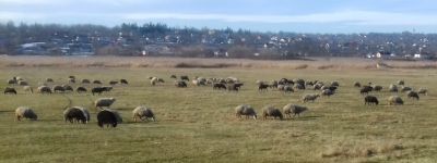 Sheep may safely graze
Keywords: jan21;scenes