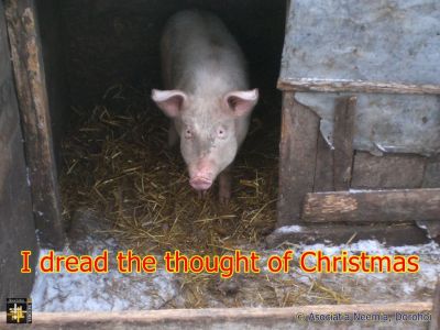 Christmas is no Fun
Traditionally, pork is the principal choice for Christmas meals
Keywords: dec21