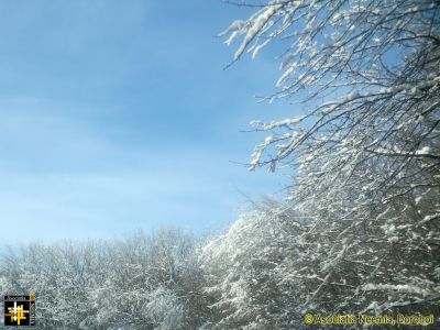 Silver Branches
Keywords: Feb14;Scenery