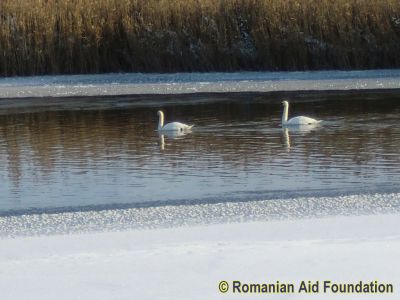 Keywords: Jan11;Tataraseni;Scenes