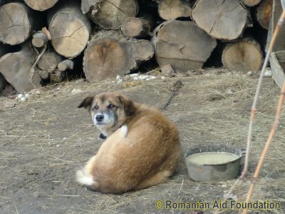 Fuel saving, March 2012
Ben keeping watch over the wood supply.
Keywords: Mar12;Fam-Tataraseni;Scenes