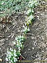 Filename=CIMG9738sw.jpg
Filesize=351KiB
Dimensions=768x1024
Date added=23/Mar/2012 CIMG9738sw.jpg