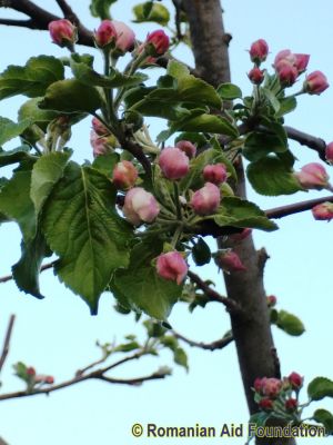 Keywords: Apr12;Tataraseni