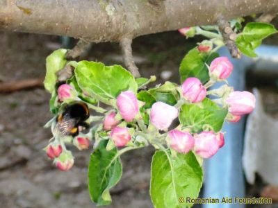 Preparing for Summer
Keywords: apr12;Tataraseni