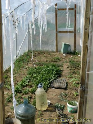 Polytunnel
Keywords: Apr12;Fam-Iezer;Fam-Iezer