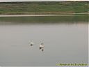 Filename=CIMG9911sw.jpg
Filesize=63KiB
Dimensions=1024x768
Date added=05/May/2012 CIMG9911sw.jpg