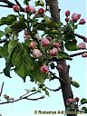Filename=CIMG9939sw.jpg
Filesize=149KiB
Dimensions=768x1024
Date added=05/May/2012 CIMG9939sw.jpg