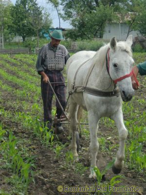 Costaci and His Horse
Rural families often have land that can be used for crops.  The purchase of this horse was sponsored by a family in the UK.  AN also helps poorer families with the costs of ploughing and seeds.
Keywords: May12;Fam-Tataraseni;News13Jan