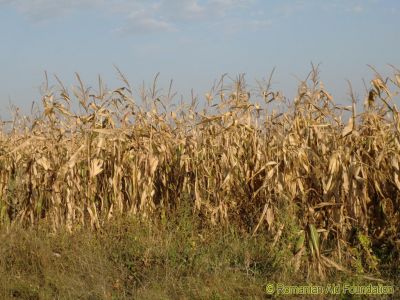 Failed Harvest
Keywords: Sep12
