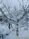 Filename=CIMG0478sw.jpg
Filesize=219KiB
Dimensions=768x1024
Date added=10/Dec/2012 CIMG0478sw.jpg