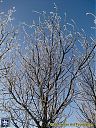 Filename=CIMG0713sw.jpg
Filesize=280KiB
Dimensions=768x1024
Date added=11/Jan/2013 CIMG0713sw.jpg