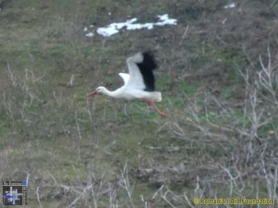 Harbinger of Spring
Keywords: Mar13