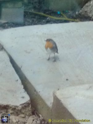 A very rare visitor
Keywords: apr13