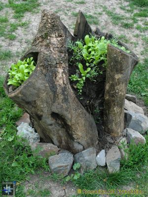 Donated Seeds
Seed-grown plants decorating an old tree stump.
Keywords: May13;Fam-Horlaceni;seeds