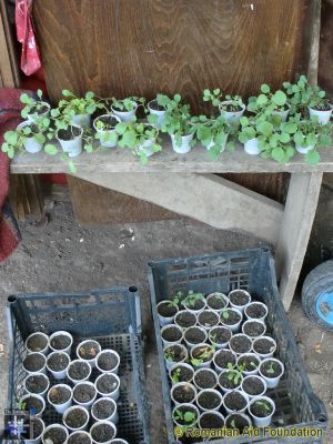 Donated Seeds
Seedlings from seeds provided by a donor in south Wales
Keywords: May13;Fam-Horlaceni;Seeds