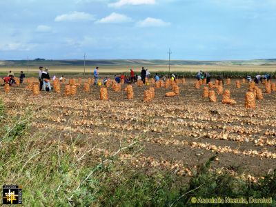 Commercial Onion Crop
Keywords: Sep13
