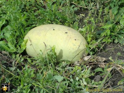 Keywords: Sep13;Fam-Prelipca;Seeds
