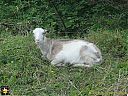Filename=CIMG3505sw.jpg
Filesize=248KiB
Dimensions=1024x768
Date added=26/Sep/2013 CIMG3505sw.jpg
