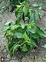 Filename=CIMG3838sw.jpg
Filesize=253KiB
Dimensions=768x1024
Date added=02/Jun/2015 CIMG3838sw.jpg