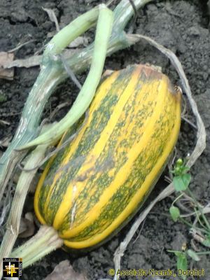 Keywords: Oct13;Seeds;Harvest