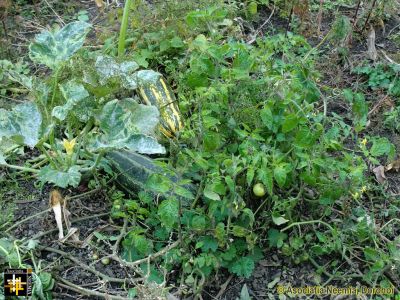 Keywords: Oct13;Seeds;Harvest