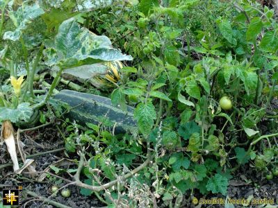 Keywords: Oct13;Seeds;Harvest