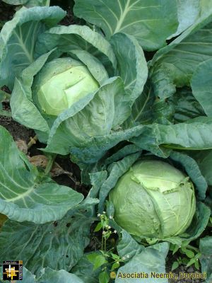 Keywords: Oct13;Seeds;Harvest