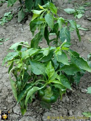 Keywords: Oct13;Seeds;Harvest
