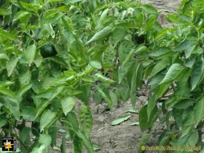 Keywords: Oct13;Seeds;Harvest