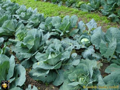 Keywords: Oct13;Seeds;Harvest