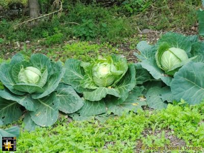 Keywords: Oct13;Seeds;Harvest