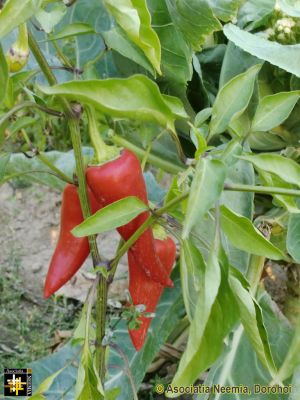 Chilli-peppers
Keywords: Oct13;Seeds