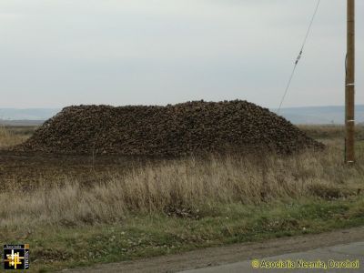 Sugar Beet Harvest
Keywords: Dec13