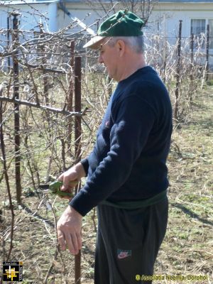 Preparing for Spring
Trimming vines ready for the new year's growth
Keywords: Mar14