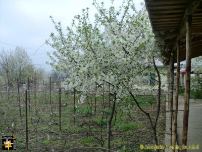 Spring in Dorohoi
Keywords: Apr14