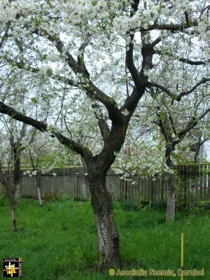 Spring in Dorohoi
Keywords: Apr14
