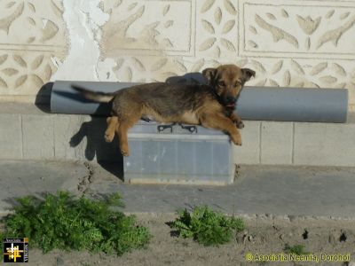 Battery Pre-heater
or how to give your dog a boost in the morning.
Keywords: Apr14