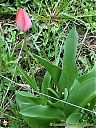 Filename=CIMG5534sw.jpg
Filesize=207KiB
Dimensions=768x1024
Date added=22/Apr/2014 CIMG5534sw.jpg