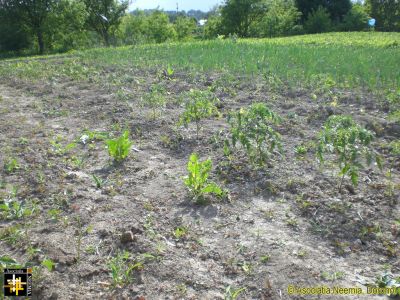 Keywords: May15;Casa.Neemia