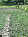 Filename=CIMG0633pw.jpg
Filesize=345KiB
Dimensions=768x1024
Date added=28/May/2015 CIMG0633pw.jpg