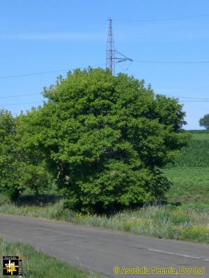 A Sign of Summer
Keywords: Jun15;scenery