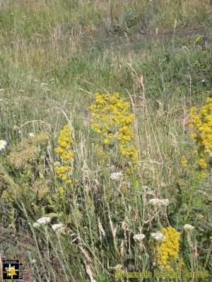 Roadside Flowers
Keywords: Jun15;Scenery